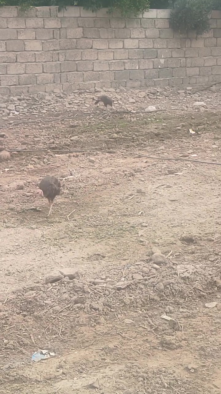 بصراويه • ١١ فروجه • ديوك ونثايه