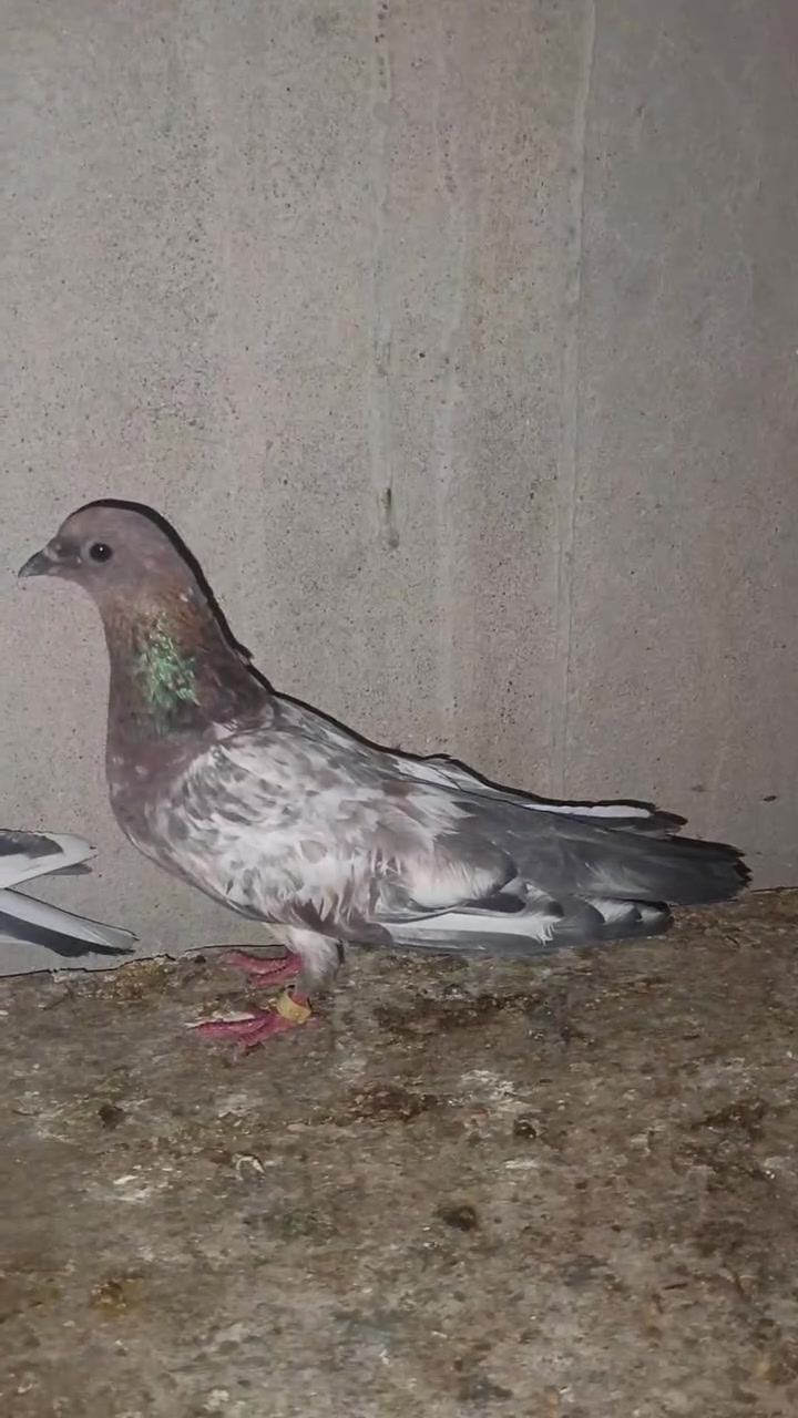 طيور تور و ديج خشن و قفص اربع خانه للبيع ***********
