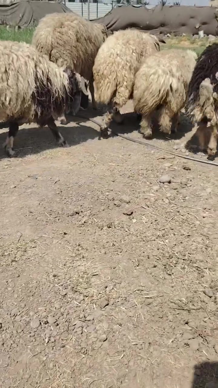 سلام عليكم خرفان البيع خير من الله يرهمن كصابه ويرهمن جني العنوان مشاهدة مغابيل منشت نصر *********** تصال وتساب
*********** تصال وتساب
