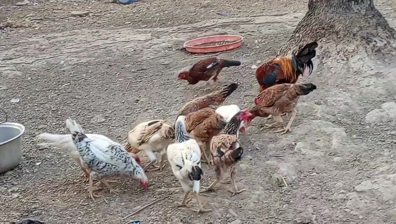 سلام عليكم دجاجات للبيع المكان ديوانيه مهناويه ***********

