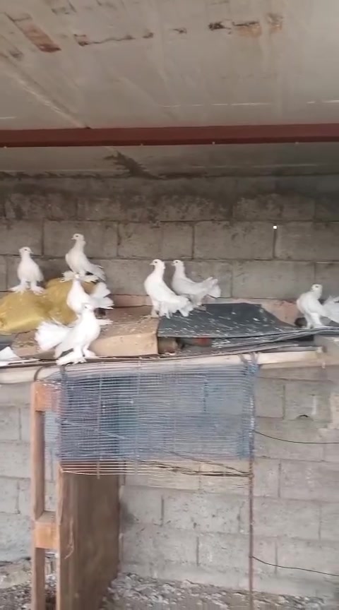 النهروان • للبيع