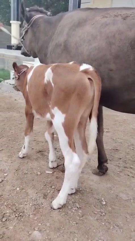 براون • عجل • بغداد ابي غريب