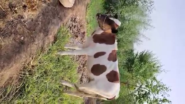 بجر سمينه • حلال نضيف • ناصريه سيد دخيل