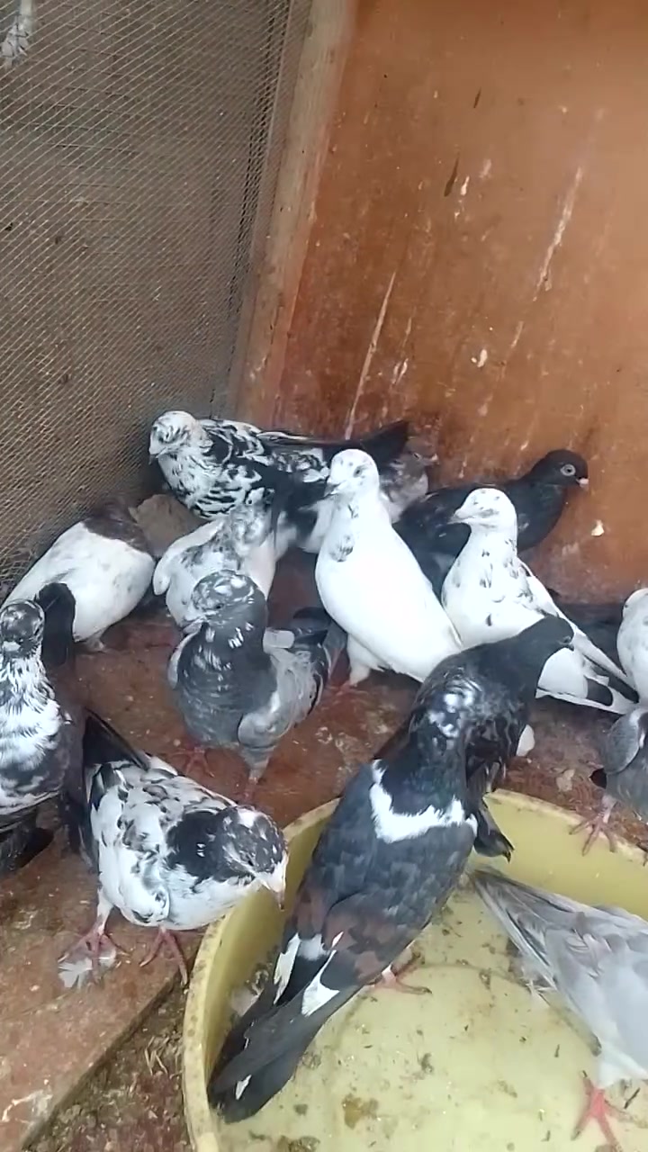 حمام • قضاء عنه براس الغربي • ١٦