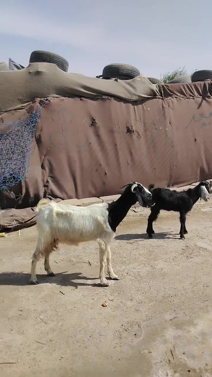 ذكر • جبير • حي الجوادين