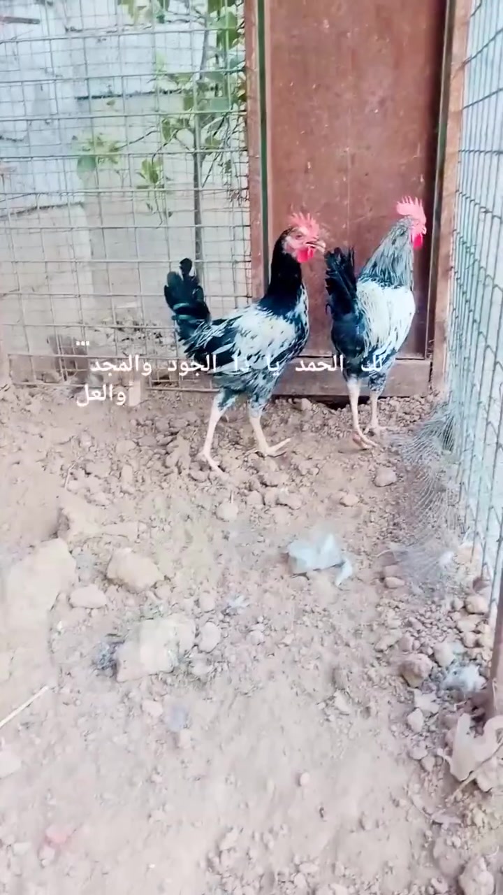 متاح ديوكة عدد ثنين سعرهن 25 لاتصال *********** مكان شيخ حمد
