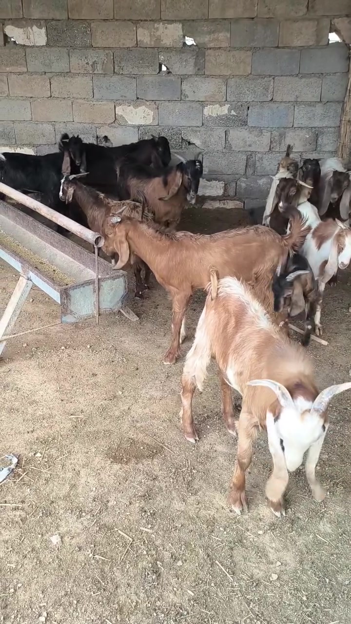 كزك كصابه سعر كيلو 16 الف لحم صافي  الي عنده نذر الي عنده مناسبه نجهزه ذبيحه اقل كميه تطلب 5كيلو العنوان ديالى المقدادية أمام ويس ***********
