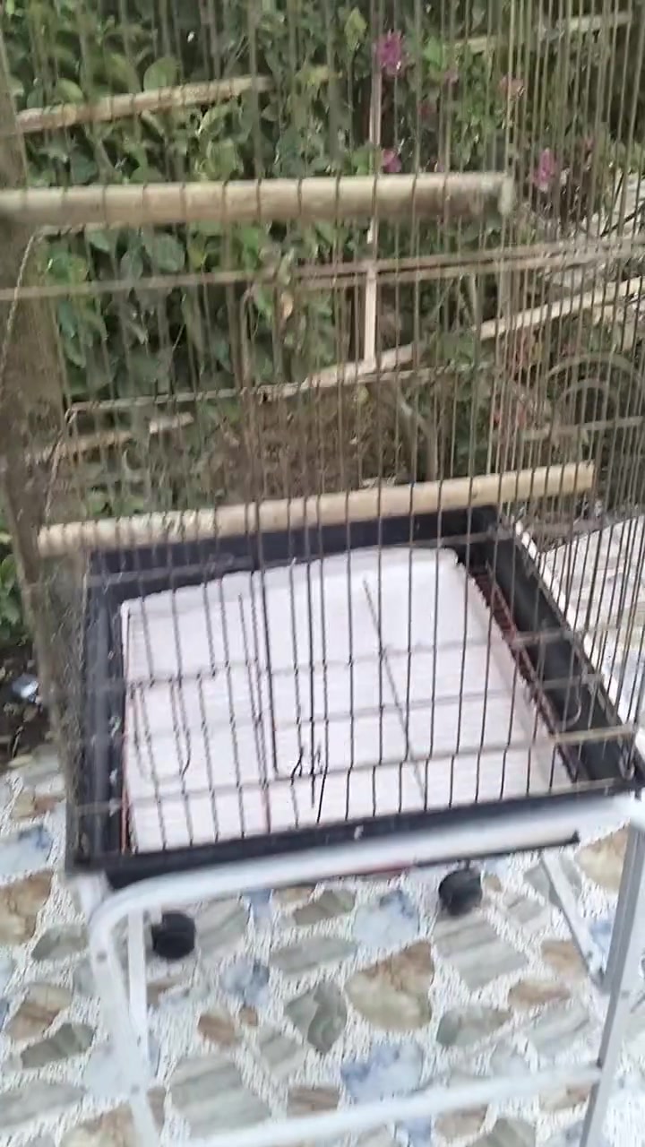 قفص كبير • الديوم • متاح