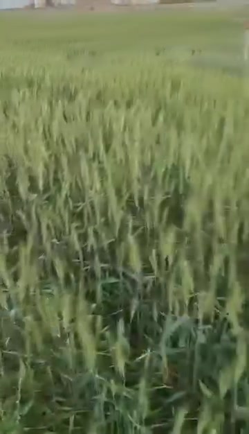 مفسد بذور • الأصلي التوربو • الحويجه شارع الاطباء