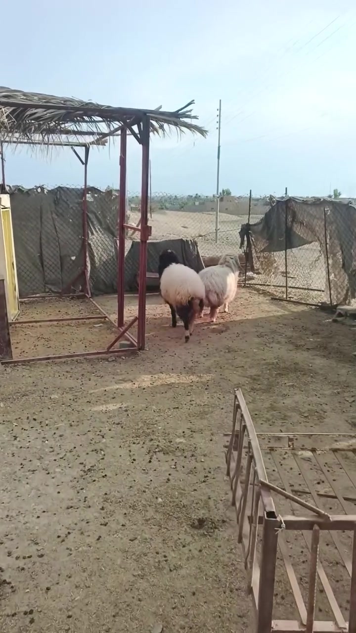 بسم الله ما شاء الله تبارك الله اخوان متاح دجات اثنين رقم واحد يرهمن كصب يرهم جنيه ما شاء الله تبارك الله سعر الزوج 865 وبيهن مجال بسيط للشراي المكان زويه ناحيه الفرات قرب قضاء هيت جزيره البونمر للشراي يتصل او يتواصل واتساب ***********  @إشارة
