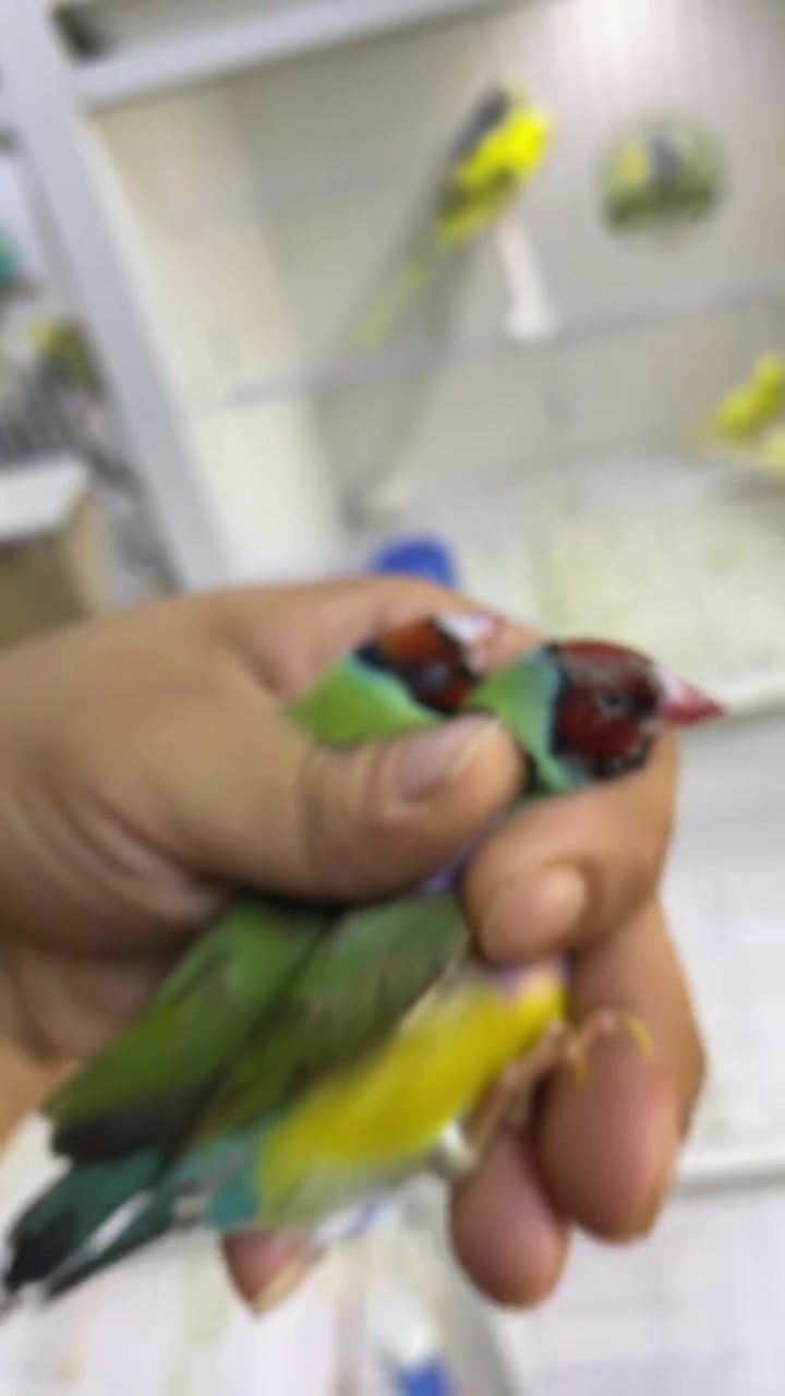 معرض السومري 

لبيع جميع انواع الاقفاص وباقي اغراض الطيور والحيوانات الاليفه جمله ومفرد
🦜🦆🦚🐿️🐈🦥🐓🦔🪵🍄

 ⭐️ منتجاتنا هي منتجات إيطالية 🇮🇹وإسبانيا 🇪🇸وبلجيكا 🇧🇪من شركات عالمية معتمدة وخاضعه لفحص المختبرية

عنوان المعرض : الناصريه 

📍 قضاء الرفاعي حي العمال .شارع الجنسيه 

لمزيد من المعلومات اتصل على رقم الهاتف المحمول ☎️
***********
 #معرض السومري
 #منتجات ايطاليه
 #بلابل @إشارة
