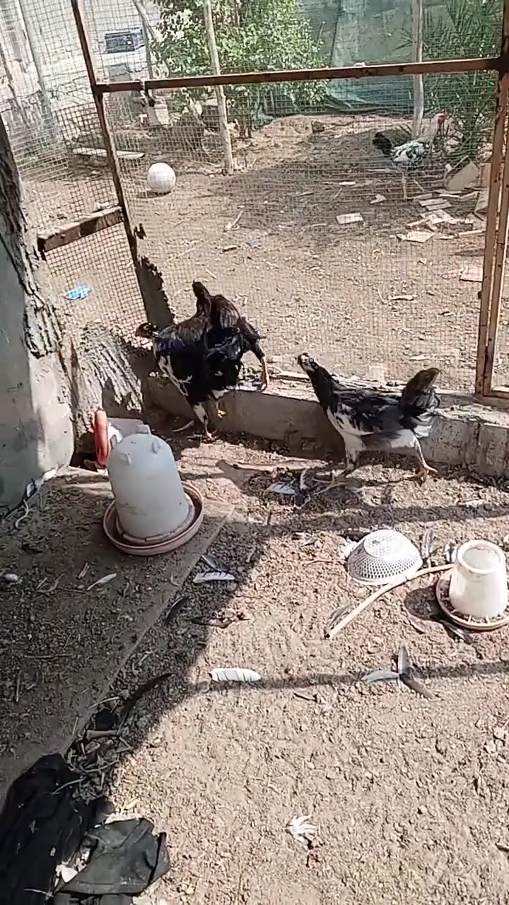 ٣ ديوكه • بوطوني • عرب