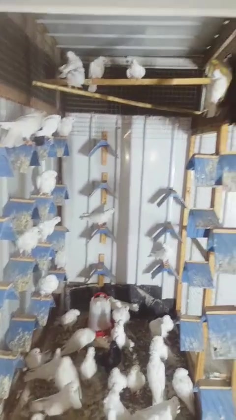 بيض • ٤٤ • الشعب البساتين