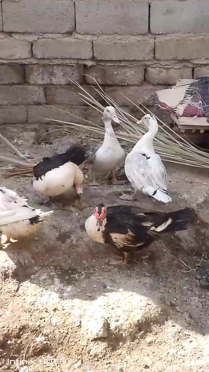 بشوش