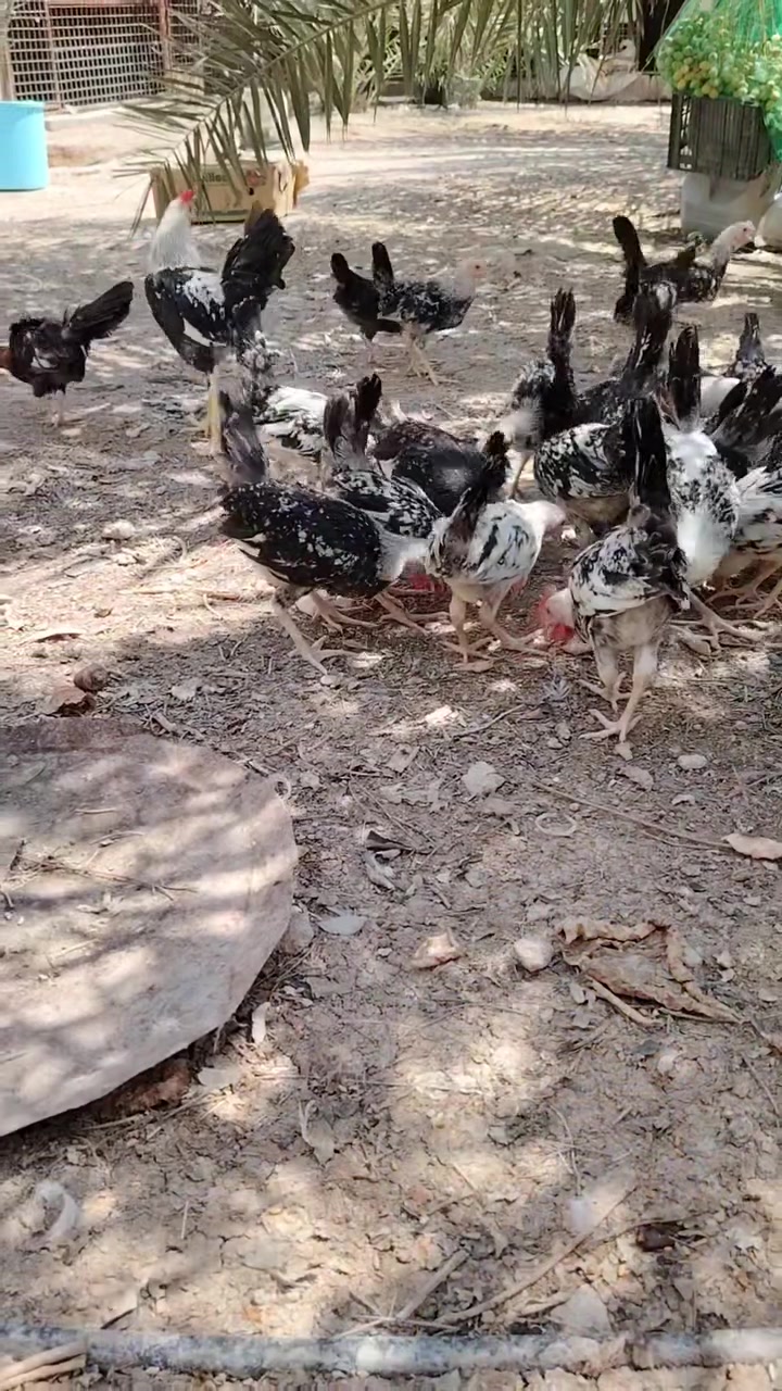 متاح ٥٠ ديج دندراويات ابيعهن شلعه وحده العمر ٣ أشهر شلعه وحده زوج ٧ الف فقط المكان زبير ***********
