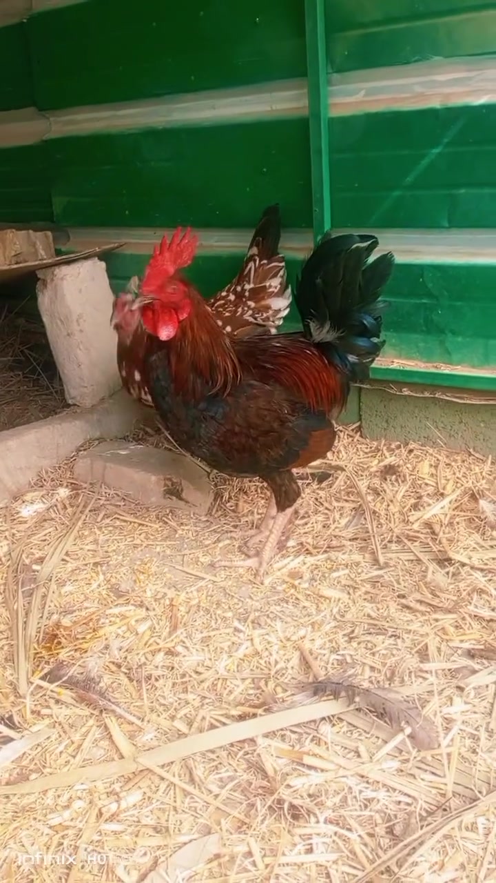 سبع البور الضباط • ديج • دجاجه