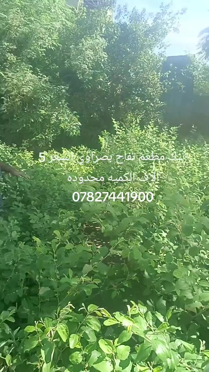 ديكور • حديقة • ماكو تفاصيل