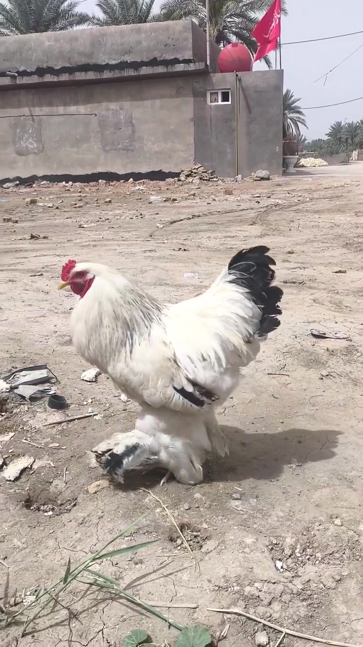 ديج براهمه للبيع السعر خاص  *********** واتساب
