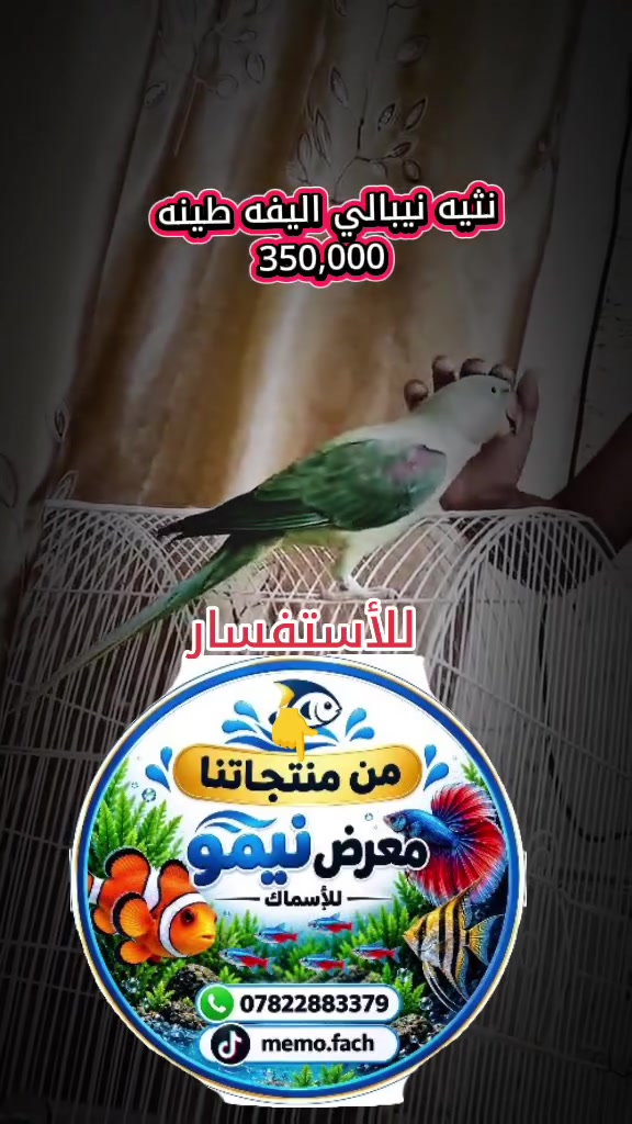 متوفر اكثر من قطعه ...
راسل عبر الواتساب ***********
