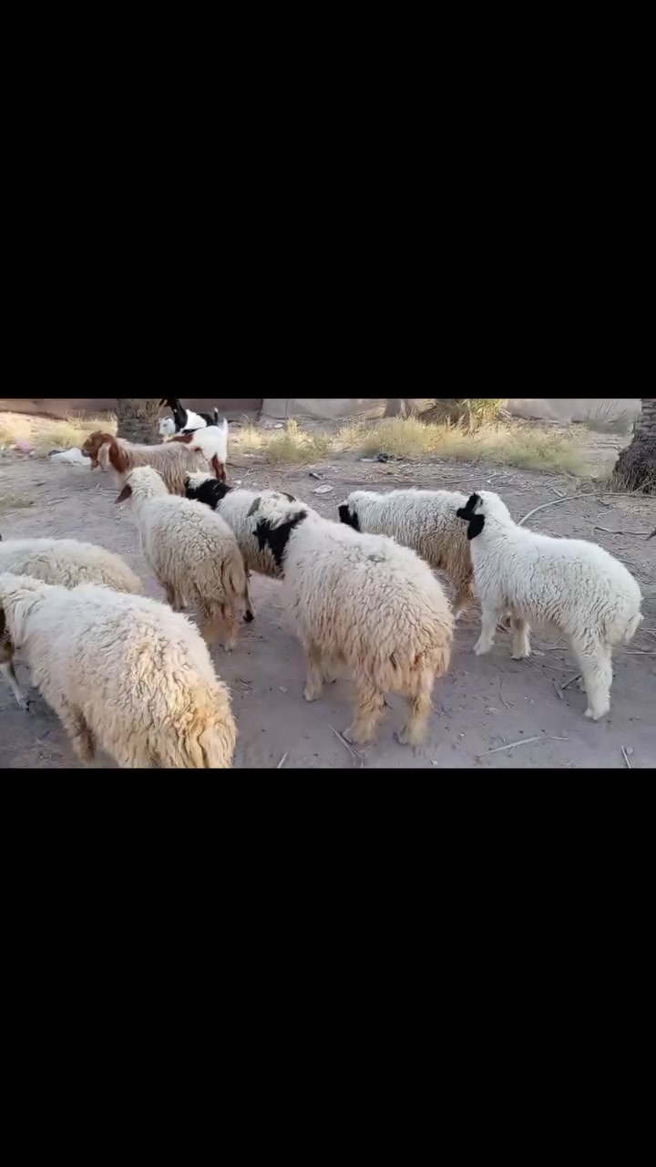 طليان حلوات وخشنات مال كصابه او جني السعر مناسب عنوان كربلاء الحسينيه العطيشي الاتصال *********** وشراي بي خير ويدلل
