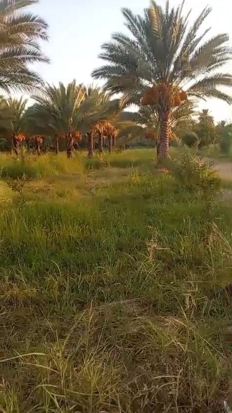 بستان شاطيه ٢٤ دونم خمسه دونم طابو ولباقي عقد ١٧ وجهه سده مع 4 ابيوت الصويره للاستفسار على رقم ***********
