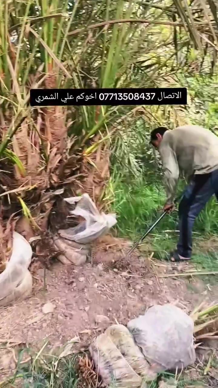 السلام عليكم بتاريخ/9/8/2026/ تم قلع  فسائل بريم  مجذرة  تحت الام للاخ ابو محمد ايضا يتوفر فسائل برحي مجذرة وفسائل مجهول احجام خشنة هذا بوصل ضمان لحين الاثمار  القلع بحضور المشتري الي راغب بالشراء عنواني واسط الصويرة لاتصال  *********** علي الشمري البيع النخيل
