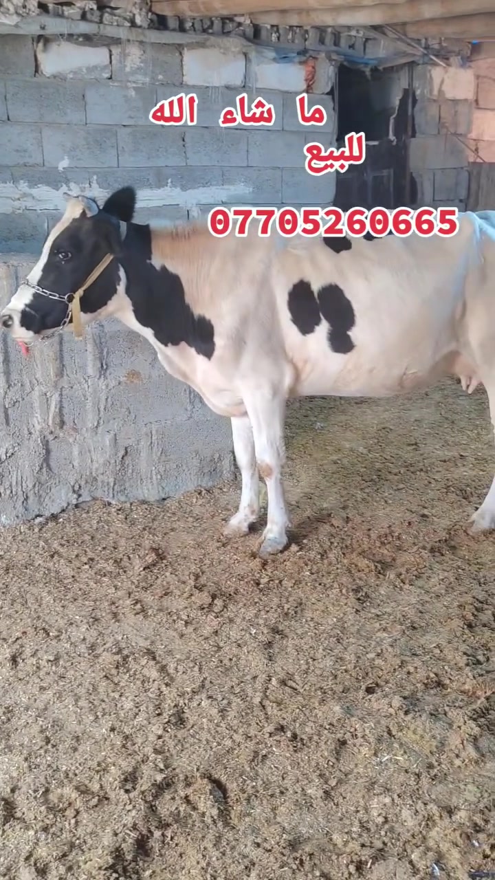بجر ثاني بطن • حليبها حيل زين • ناحيت الكوير