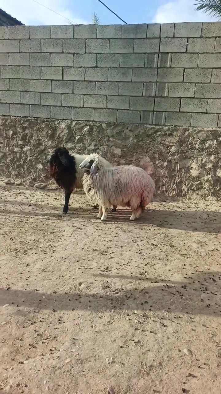 بسم الله ما شاء الله تبارك الله اخوان متاح دجات اثنين رقم واحد يرهمن كصب يرهم جنيه ما شاء الله تبارك الله سعر الزوج 865 وبيهن مجال بسيط للشراي المكان زويه ناحيه الفرات قرب قضاء هيت جزيره البونمر للشراي يتصل او يتواصل واتساب ***********  @إشارة
