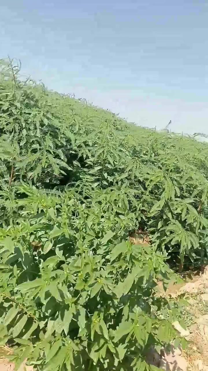 للبيع سيسبان المساحة 25دونم الاتصال***********
