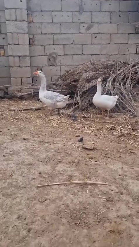بطوط • فحل • نثيتين