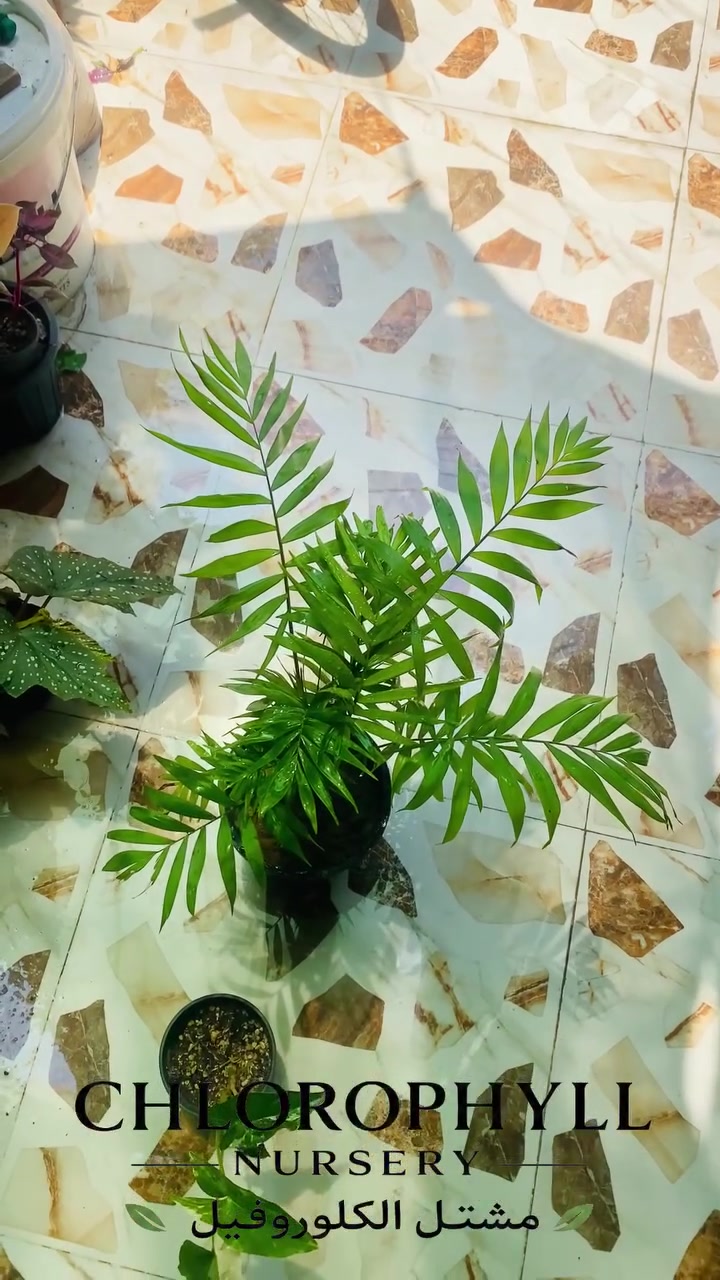 يتوفر نبات 🌱 الشمدوريا سعر 5000
📦 سارع بالحجز قبل نفاذ الكمية
🚚التوصيل داخل الموصل فقط ( الأيسر والأيمن) 
📬للحجز والاستفسار *********** 📞 واتساب
  مشتل الكلوروفيل🍀
 #الزراعه #الزراعة  #نباتات #نباتات_منزلية  #نباتات_زينة #الموصل #عالم_الزراعة
