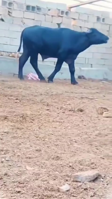 فحل للبيع خط اول شرط الكراع مكاني ميسان ***********
