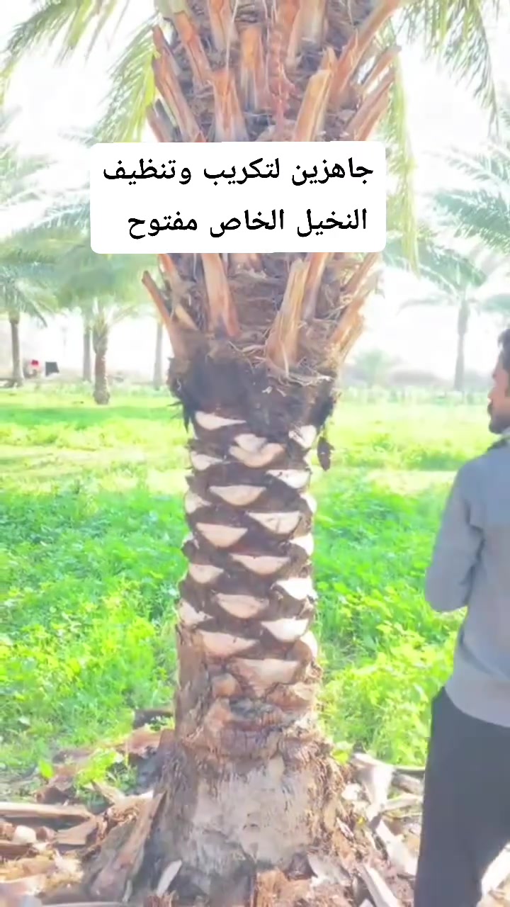 بستنة • بدون تفاصيل