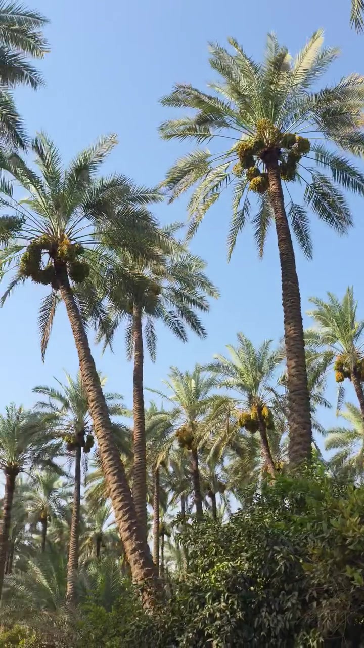 اليوم في الطارمية مكتب المقدادية للتنمية الزراعية في كل مكان متواجد للمتابعة والتواصل*********** لمكافحة الدوباس والحميرة والسوسة النخيل الحمراء
