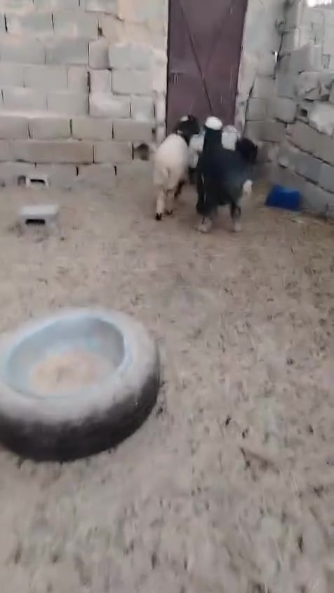 فحله ٣ شلع (٨٤٠) الكروه على المشتري *********** واتساب فيديو على أول تعليق أو واتساب داخل بغداد والأنبار فقط
