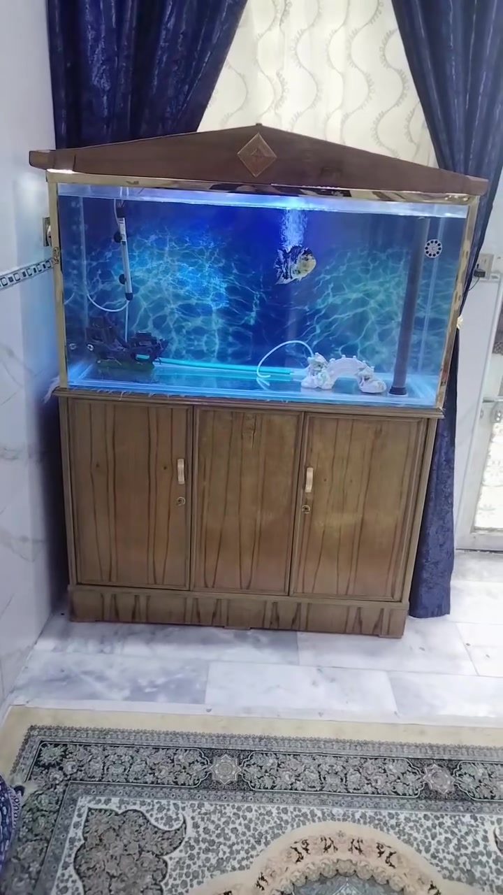 حوض اسماك • سمكه فلور • 120×160