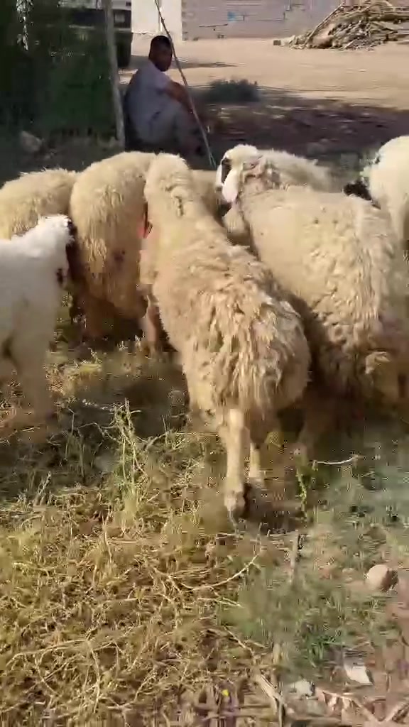 للبيع • مجهول • اتصال