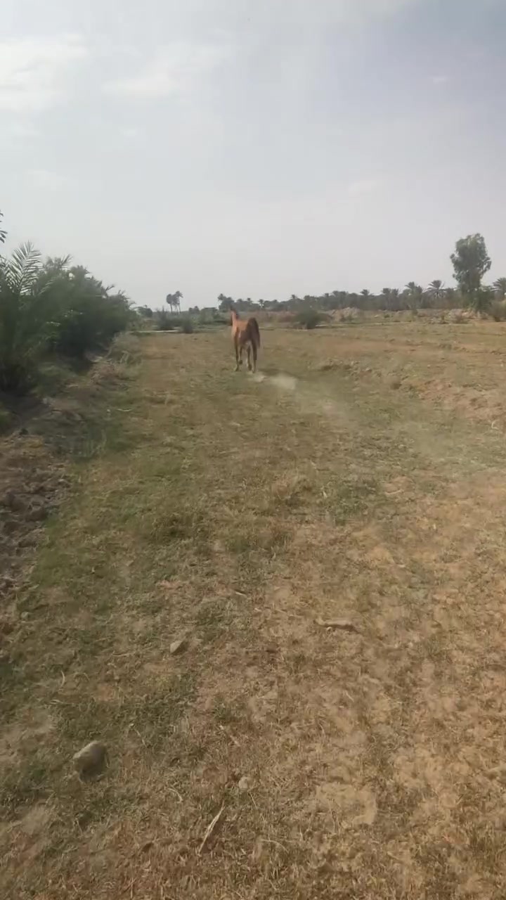 خرس هوازيه • ٣ سنين • طول ١٥٢