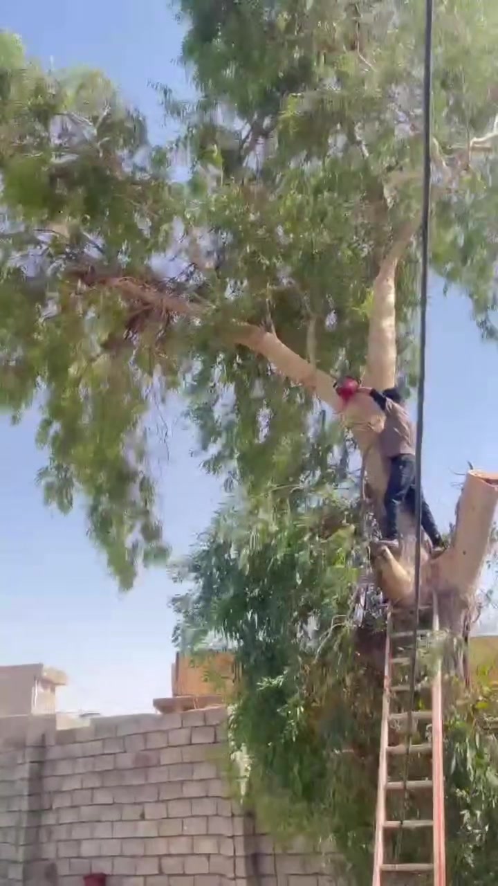 السلام عليكم عندك  تقليم سجر تقطيع خشب تكريب نخيل 
اتصل ***********

نص مكتوب في الصور:
- HONOR X9c