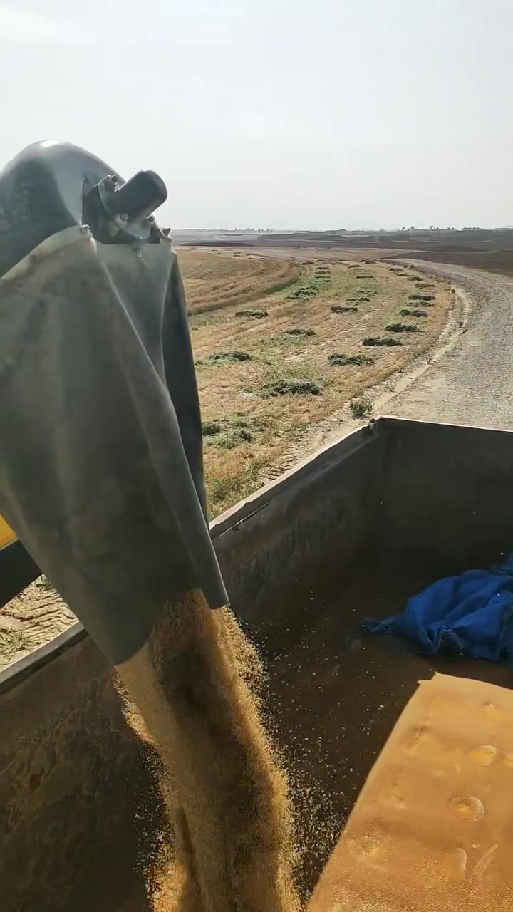 بذور دخن • عراقي • خالي من الشوائب