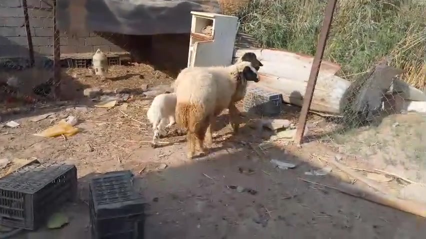 حلال للبيع • القرنه بني منصور
