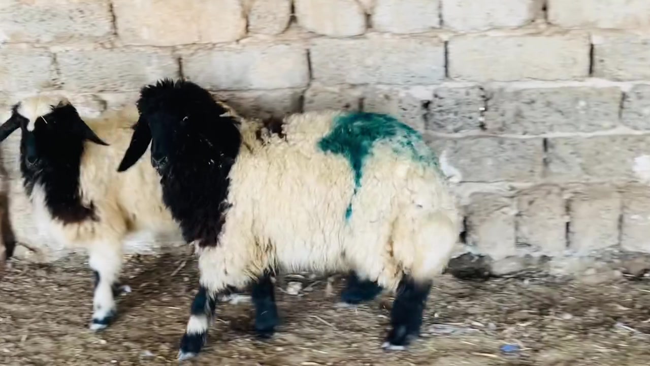 زوج فطايم • نشطات • العلم سمره