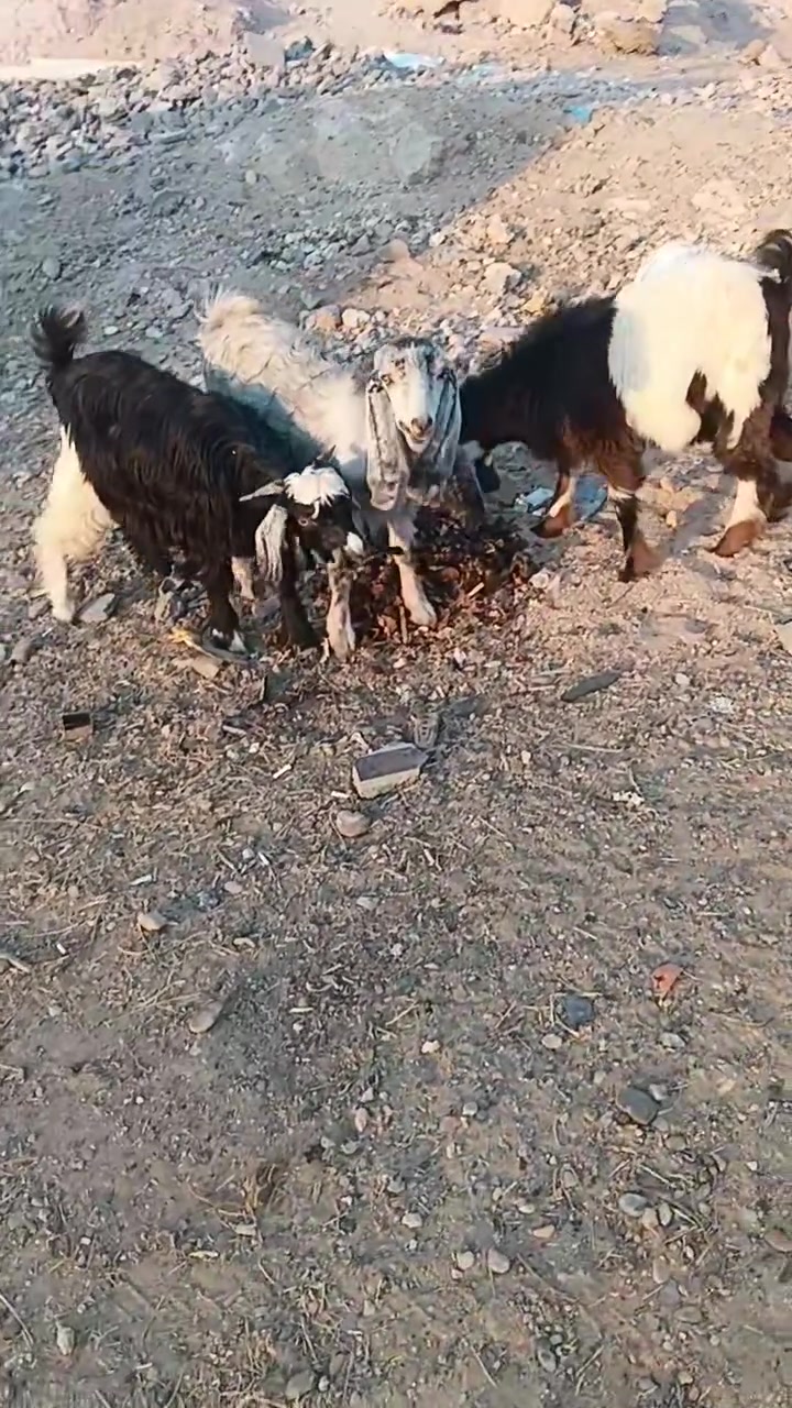 جدايه عدد 3 وصخله سمان تريدهن لحم تريدهن ربط ماشاءالله سعر زوج 325 قفل بدون عمله مكانه حديثه بروانه تصال *********** @إشارة
