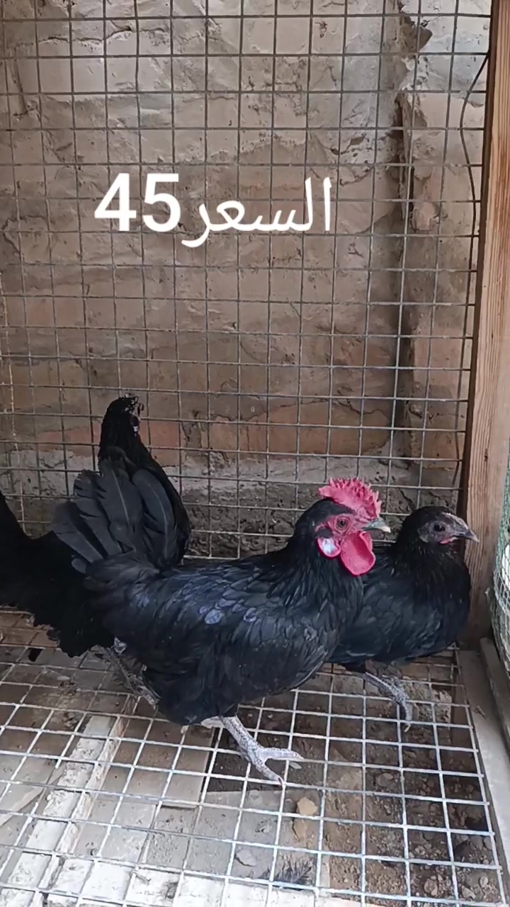 صلاح الدين • الدور • سباني عادي