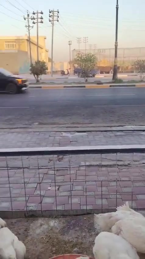 سلام عليكم محل دجاج لل بيع كربلاء التحدي المحل خير من الله شغلا بس ما متفرغيله اخون مكلف بل نشر صاحب المحل *********** السعر اتصال
