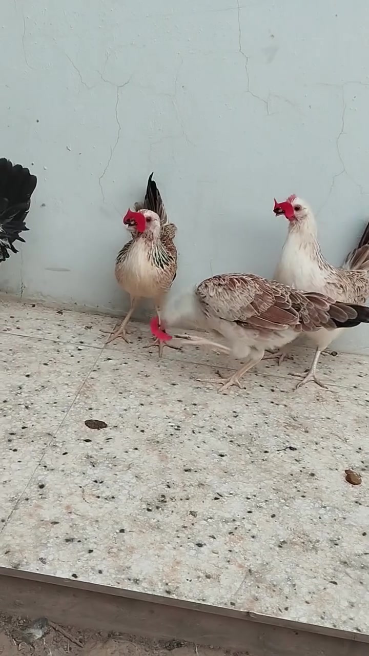 دندراوي • 4ب1 • لون واضح