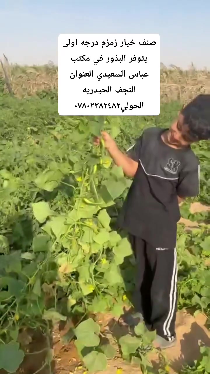 لا توجد تفاصيل
