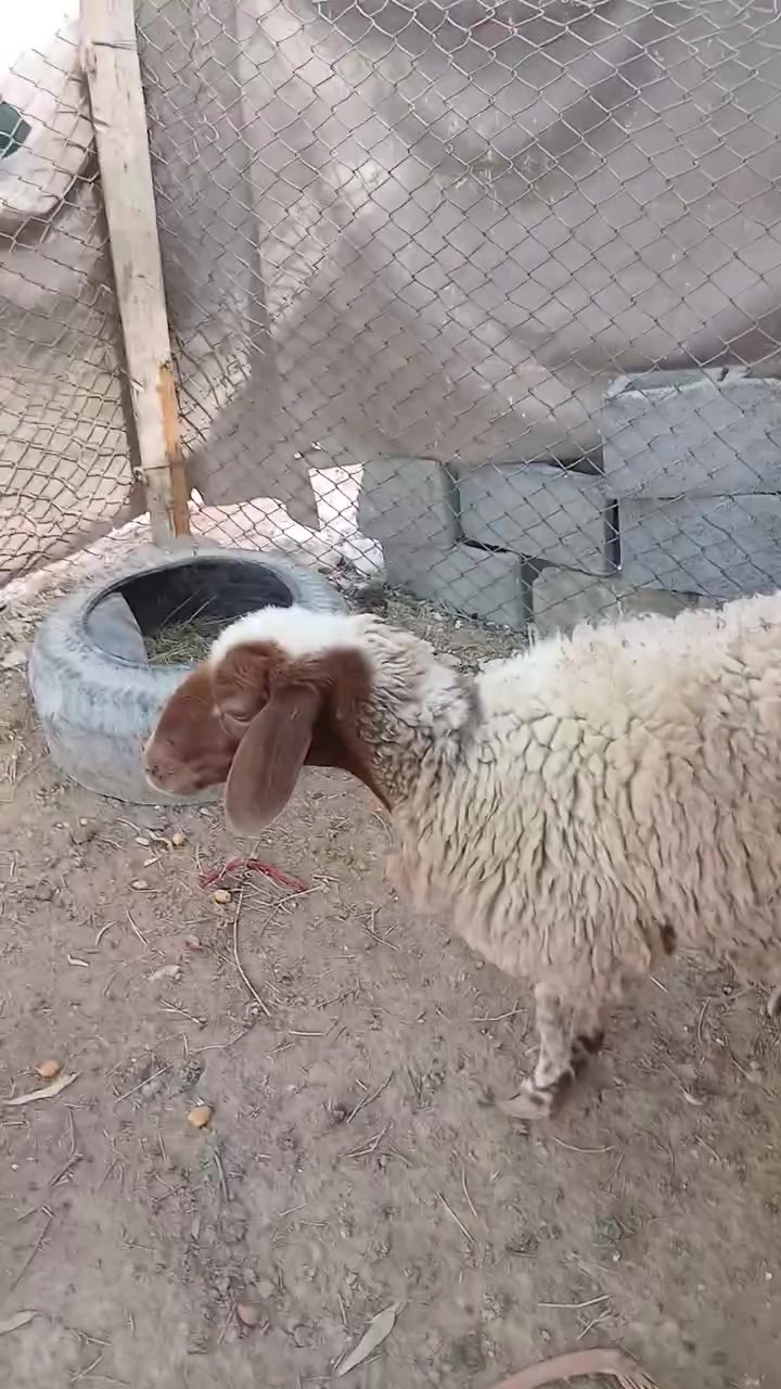 نعجه • مجنوي • نصاح