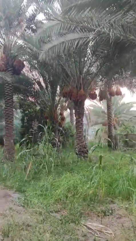 تجارية • ٤ دونم • طابو صرف