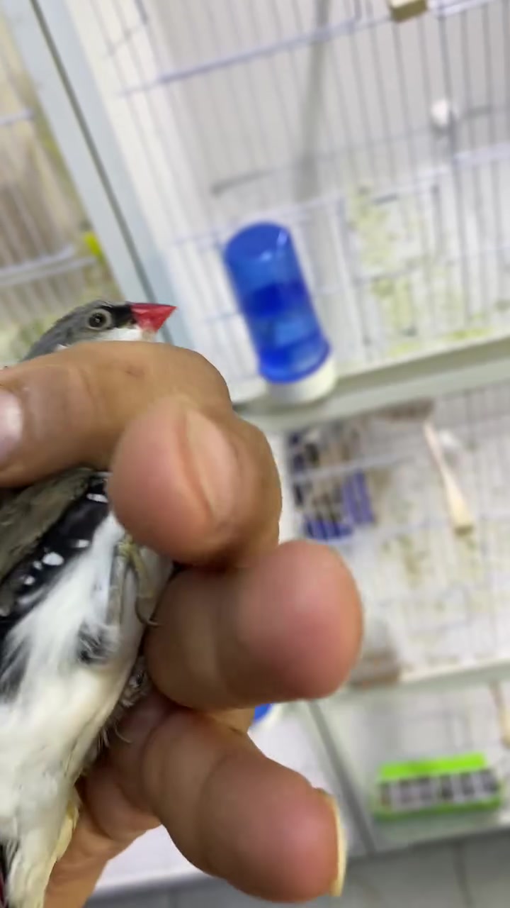 معرض السومري 

لبيع جميع انواع الاقفاص وباقي اغراض الطيور والحيوانات الاليفه جمله ومفرد
🦜🦆🦚🐿️🐈🦥🐓🦔🪵🍄

 ⭐️ منتجاتنا هي منتجات إيطالية 🇮🇹وإسبانيا 🇪🇸وبلجيكا 🇧🇪من شركات عالمية معتمدة وخاضعه لفحص المختبرية

عنوان المعرض : الناصريه 

📍 قضاء الرفاعي حي العمال .شارع الجنسيه 

لمزيد من المعلومات اتصل على رقم الهاتف المحمول ☎️
***********
 #معرض السومري
 #منتجات ايطاليه
 #بلابل @إشارة
